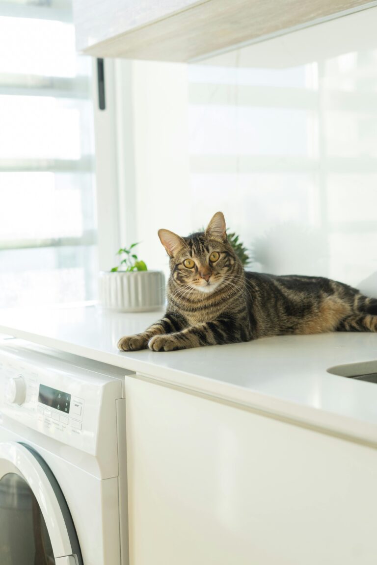 yorkville washing machine repair - cat friendly